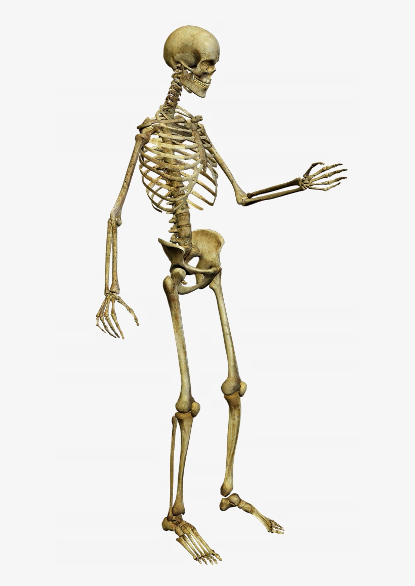 Free Pictures Of Skeletons For Kids, Download Free - Skeleton, transparent png #8728