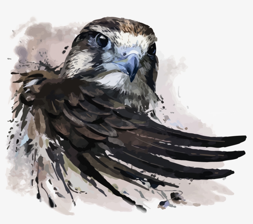 Watercolor Painting Falcon Illustration - Peregrine Falcon Tattoo, transparent png #8889