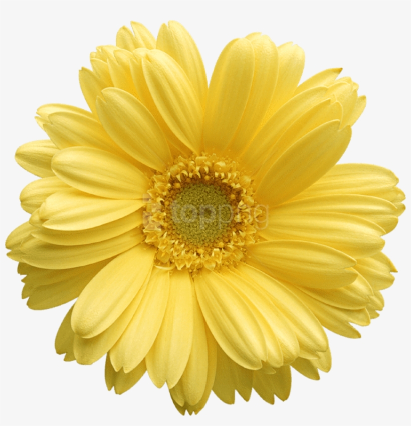 Yellow Gerber Daisy Clipart - Yellow Daisy Png, transparent png #8967