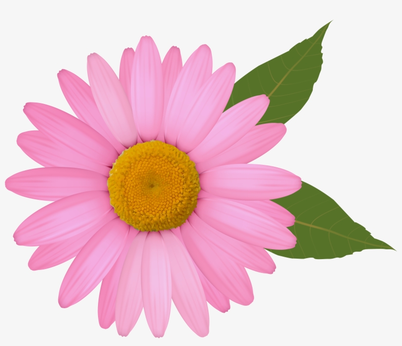 Daisy Png, transparent png #9035