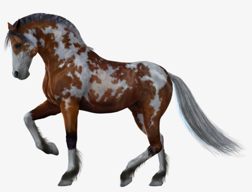 Horse Png Image - Horse With White Background, transparent png #9064