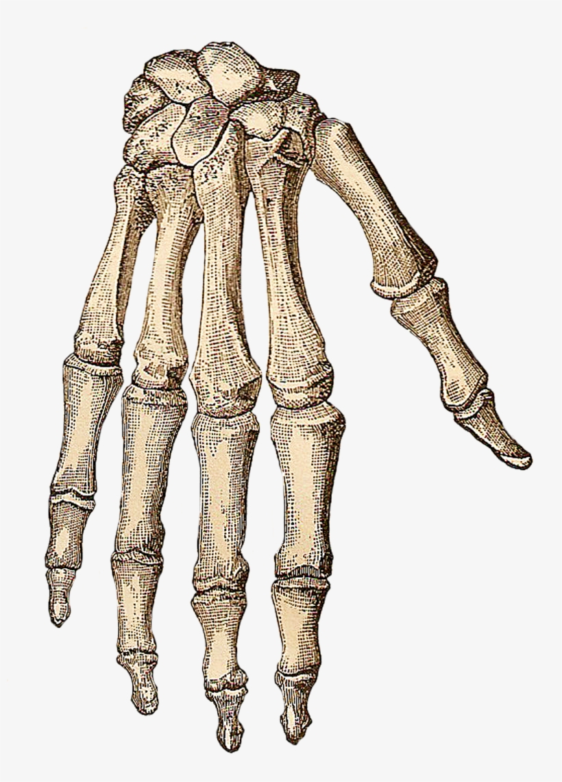 Free Vintage Clip Art - Skeleton Hand Png, transparent png #9099