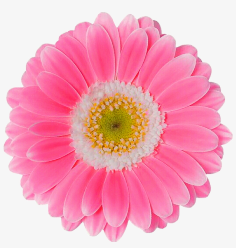 Pink Daisy Png - Flores Margaridas Rosa Png, transparent png #9399
