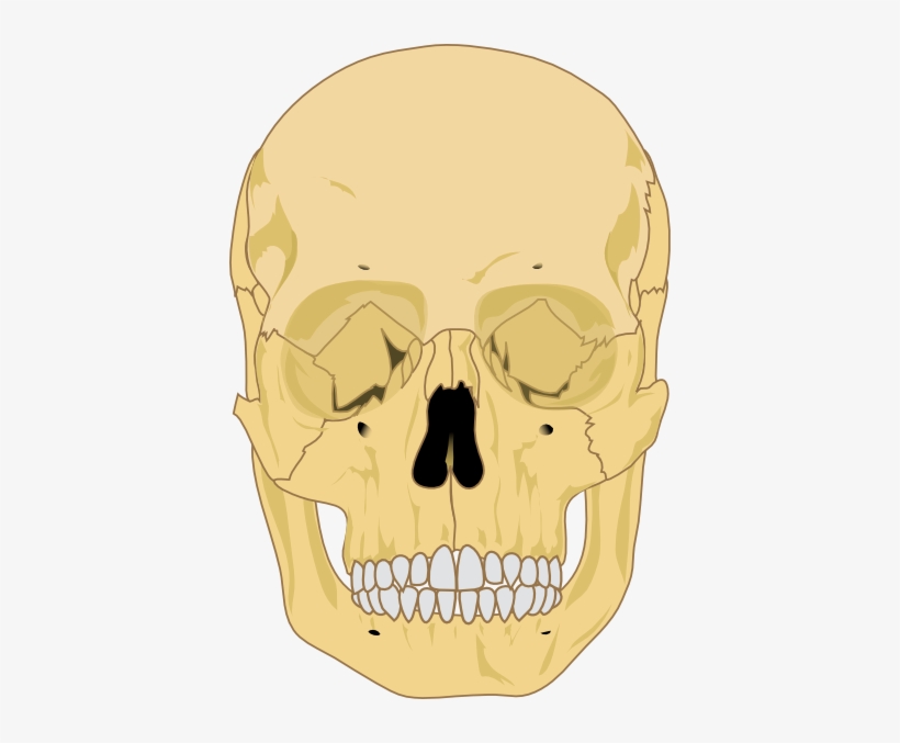 The Editing Of The Human Skull - Human Skull Clipart, transparent png #9420