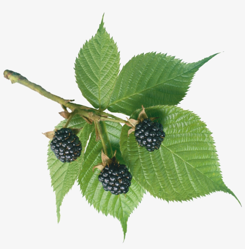 Blackberry Png Image Purepng - Blackberry Leaves Png, transparent png #9453