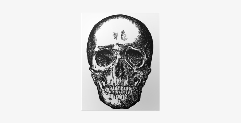 Academic Drawing Skull - Drawing, transparent png #9516
