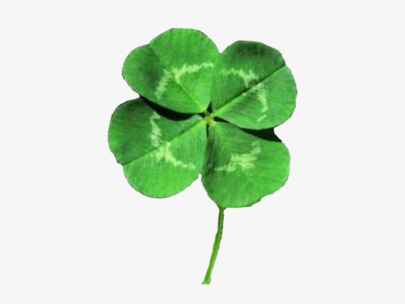 Four Leaf Clover - Four Leaf Lucky Clover, transparent png #9534