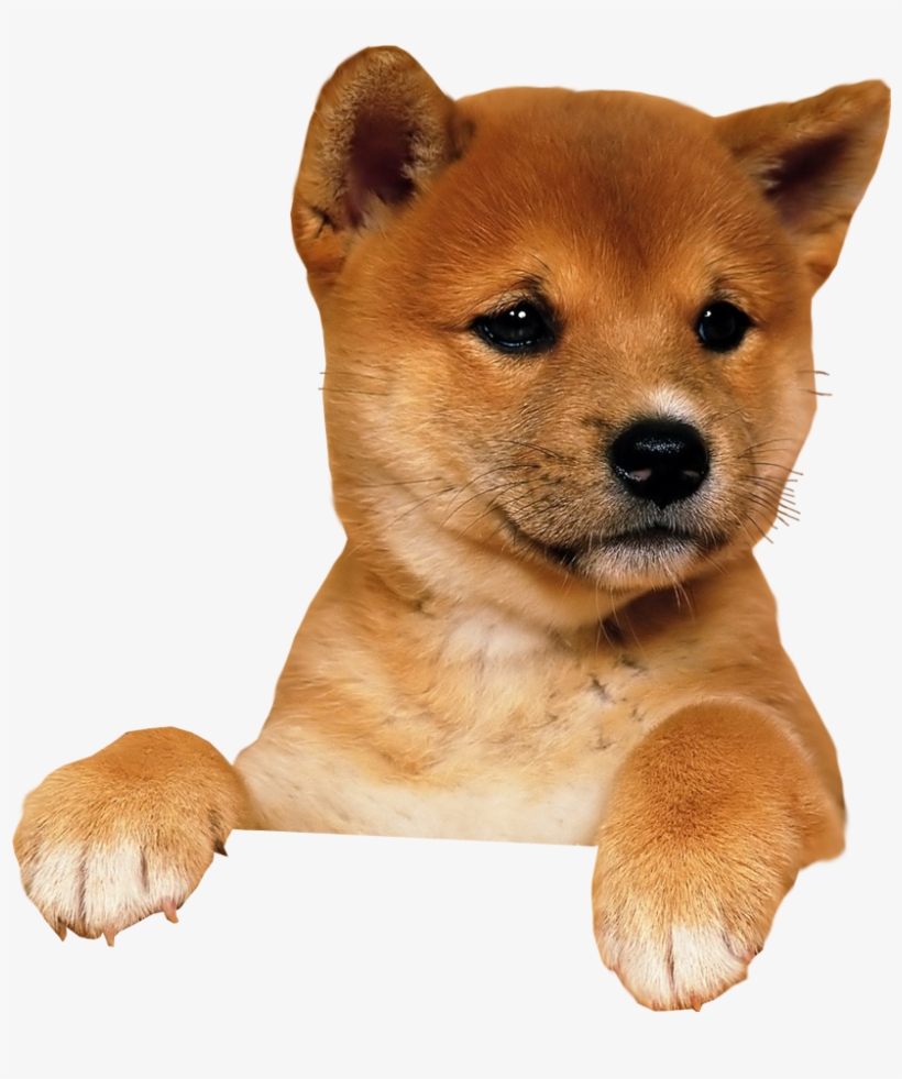 png puppy