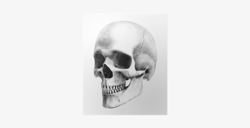 Academic Drawing Skull Image Transparent - Human Skull Drawing, transparent png #9783