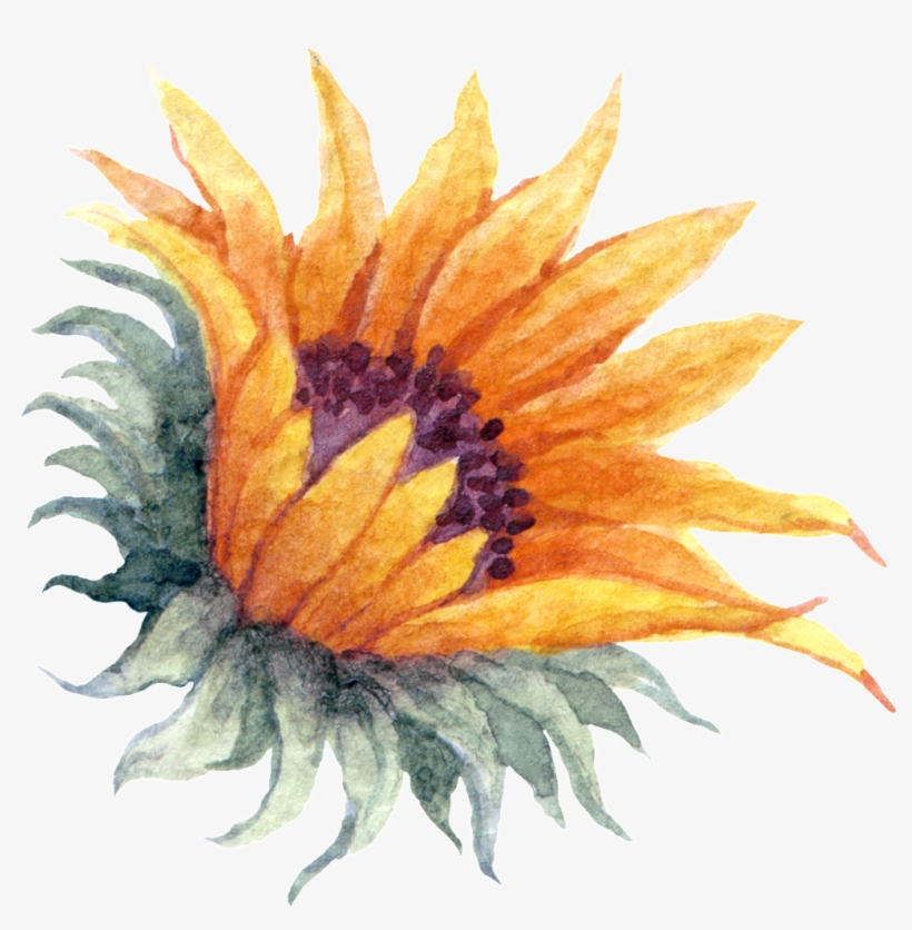 Yellow Watercolor Hand Painted Sunflower Transparent - Portable Network Graphics, transparent png #9885