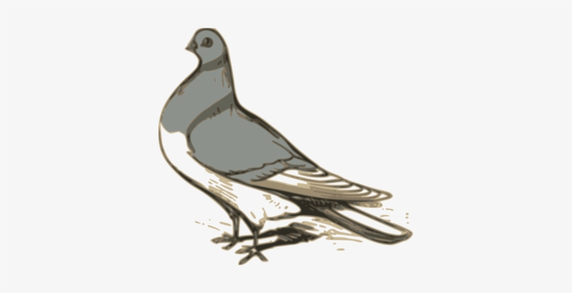 Columbidae Homing Pigeon Watercolor Painting Computer - Pigeon Illustration, transparent png #9969