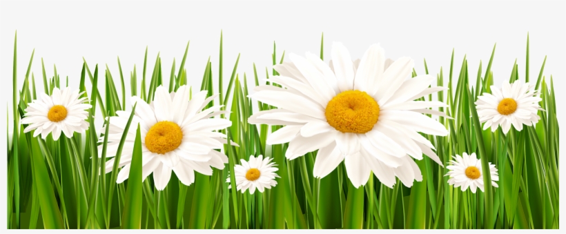 Poppies And Daisies With Grass Png Clipart Picture - Grass With White Flowers Png, transparent png #10134