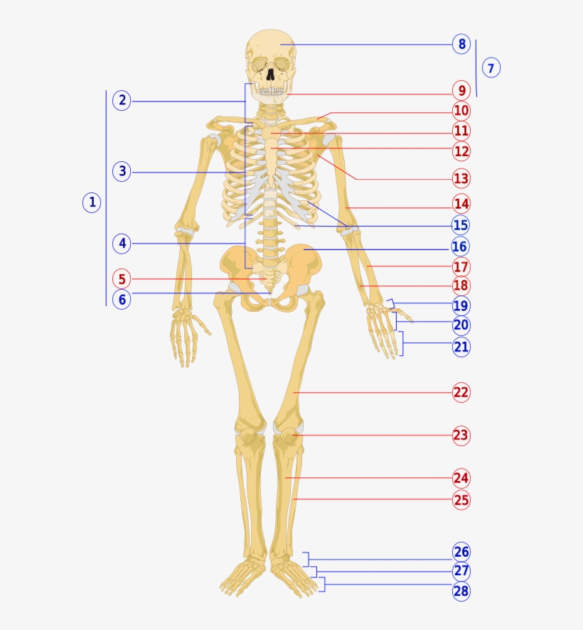 Human Skeleton Front Numbered - Skeletal Anatomy Of The Human Body, transparent png #10197