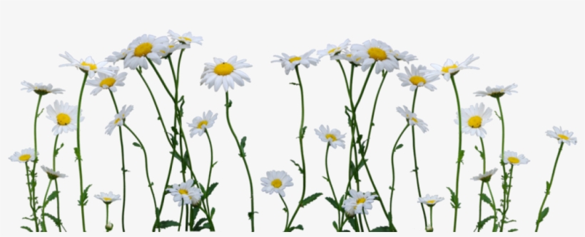 Pictures free daisies 