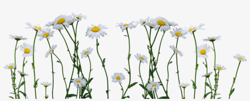 Pictures free daisies Types of