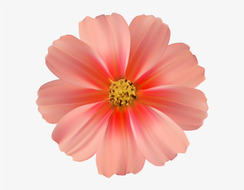 Fun Daisy Cliparts - Cosmea Flower Png Imaged, transparent png #10345