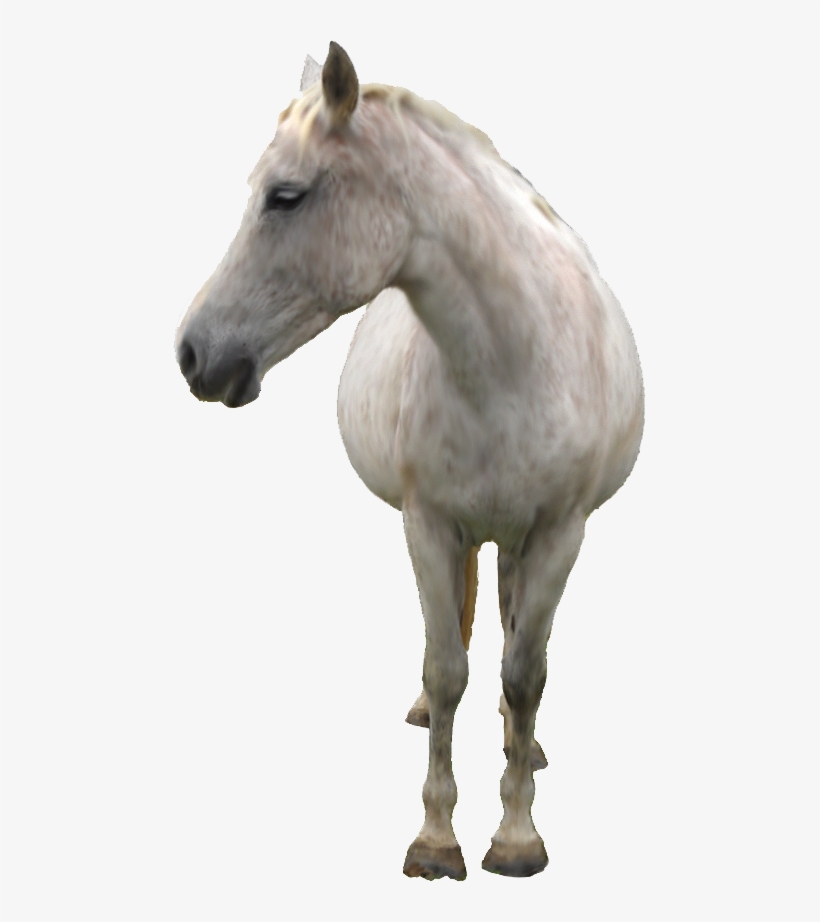 White Horse Png, transparent png #10377