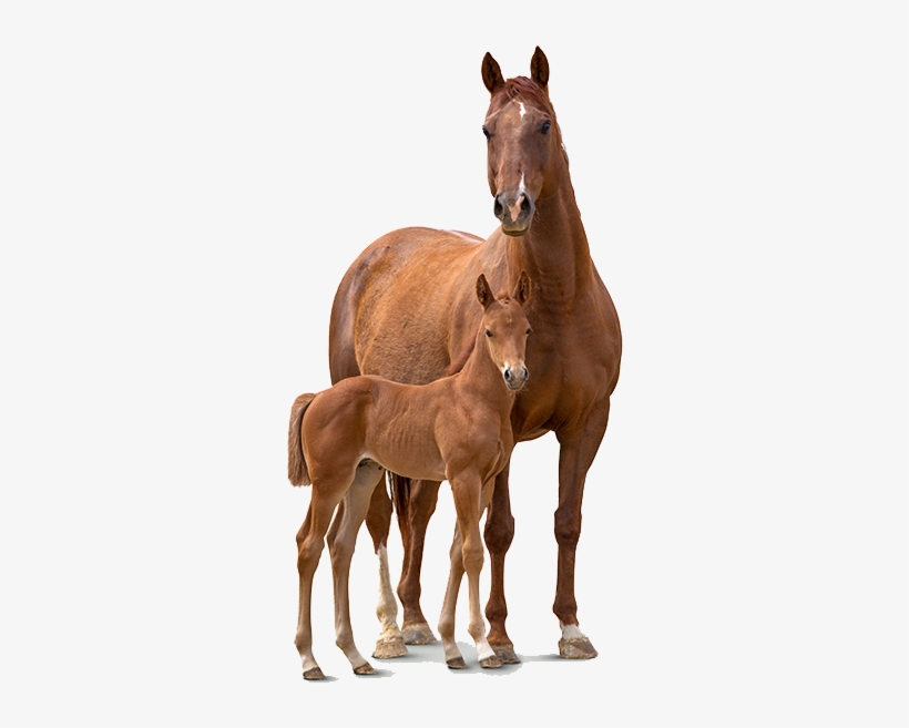 And Foal Transparent Pluspng - Horse, transparent png #10450