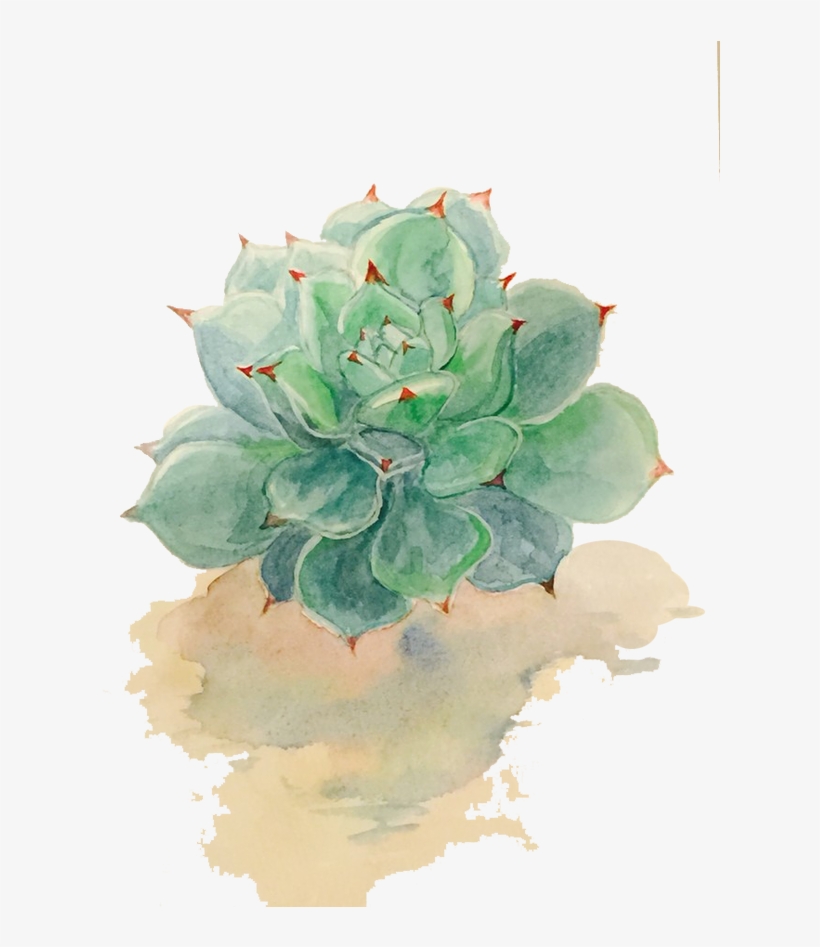 Succulent Plant Watercolor Painting Drawing - Transparent Background Succulent, transparent png #10520