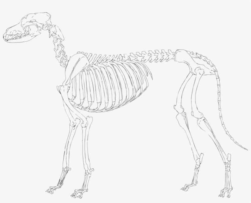 Dog Skeleton - Dog, transparent png #10568