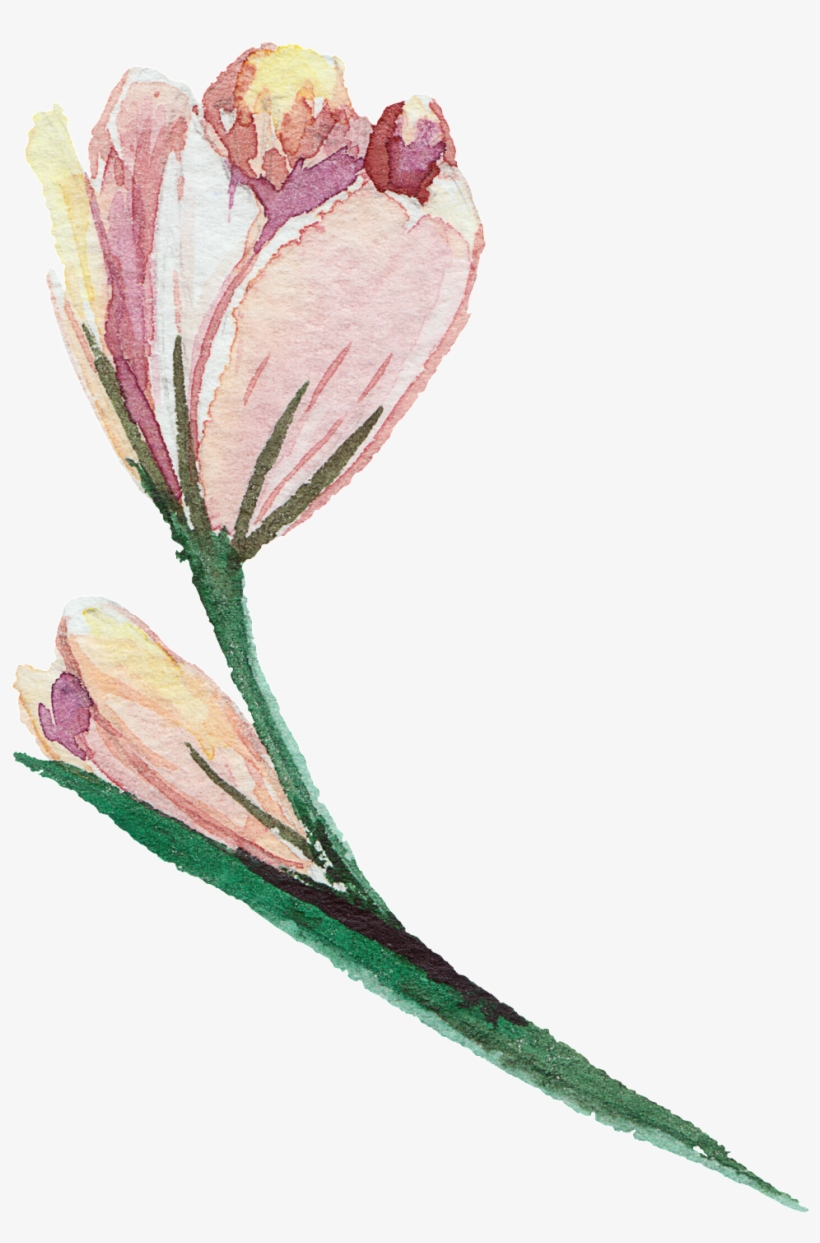 Elegant And Transparent Watercolor Flowers - Watercolor Painting, transparent png #10678