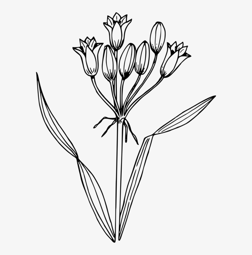 Png Black And White Computer Icons Line Art Watercolor - Hyacinth .png, transparent png #10849