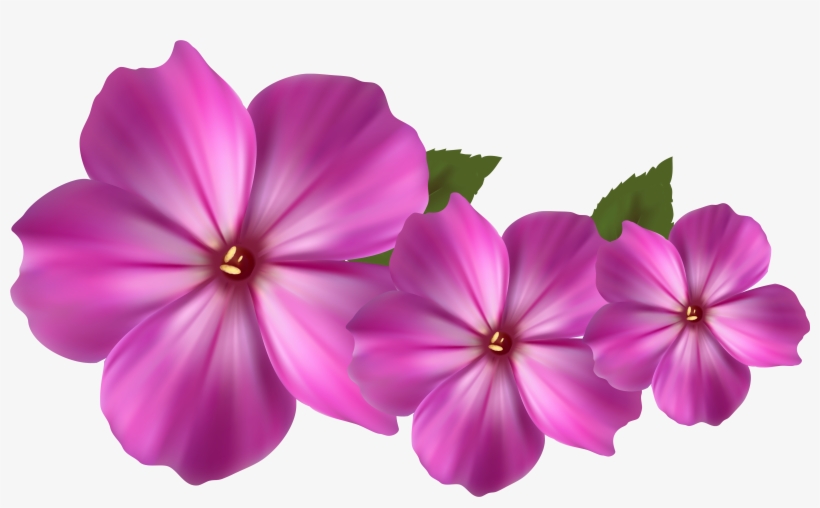 Purple Rose Clip Art - Pink Flower Hd Png, transparent png #11076