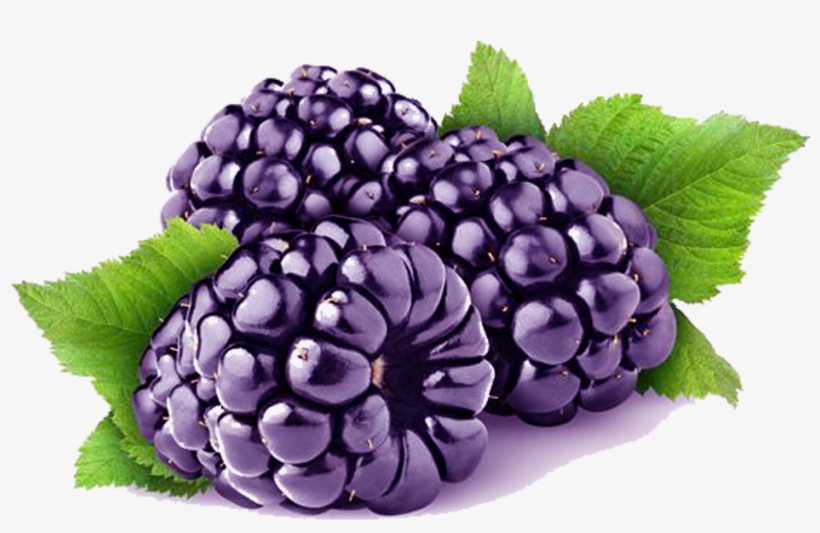 Loch Ness Blackberry Cultivar - Black Berry Fruit Png, transparent png #11196