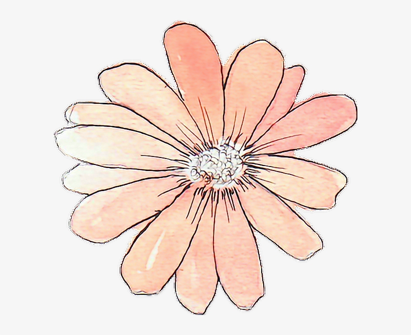 Tumblr Drawing Watercolor Peach Flower - Flower Stickers Tumblr Transparent, transparent png #11224
