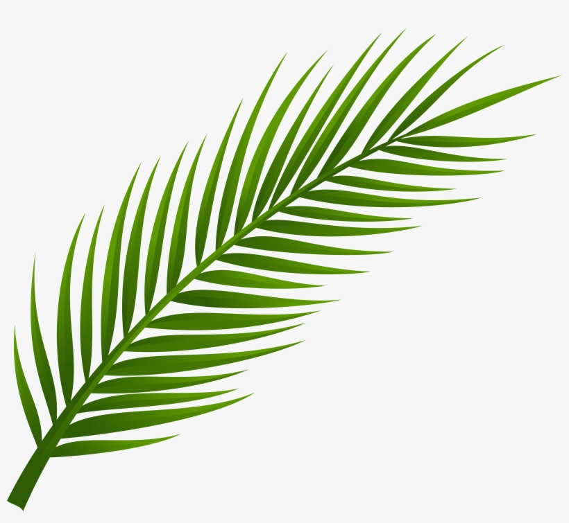 Palm Tree Leaf Png Clip Art, transparent png #11885