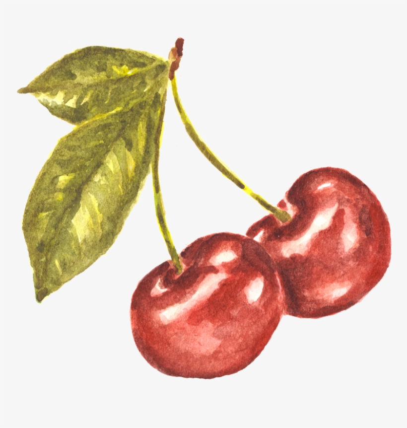 Pair Of Cherries Watercolor Study - Watercolor Cherries, transparent png #12660