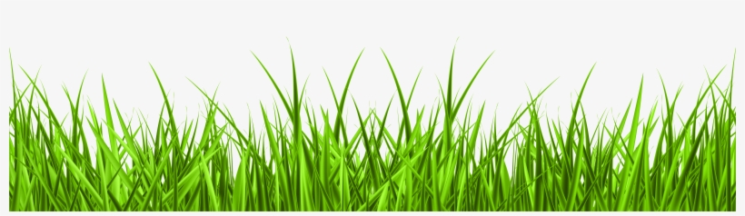 Grass Png, transparent png #12721