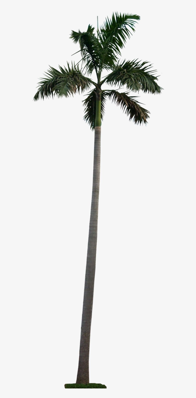 Blue Latan Palm - Palm Tree Cutout Png, transparent png #13112