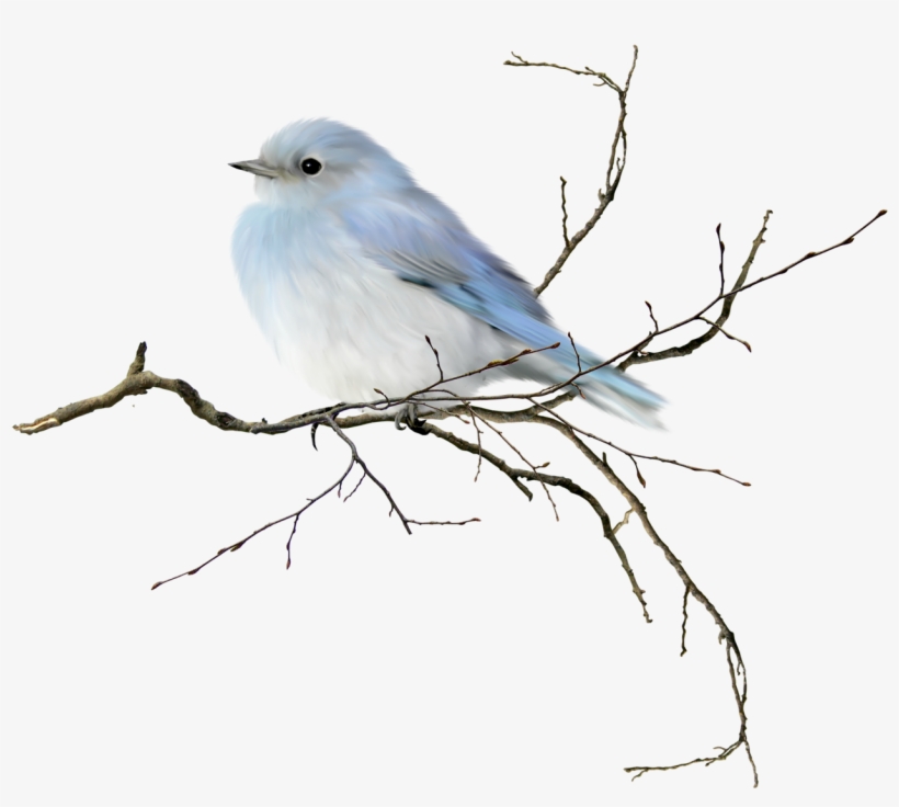 Little Blue Bird, Would Be Neat To Frame Pastels Or - Birds On Branch Watercolor, transparent png #13260