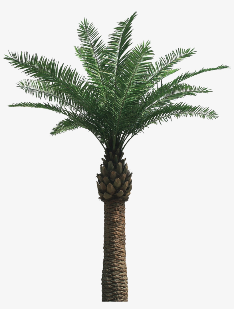 Palm Tree Png, transparent png #13281