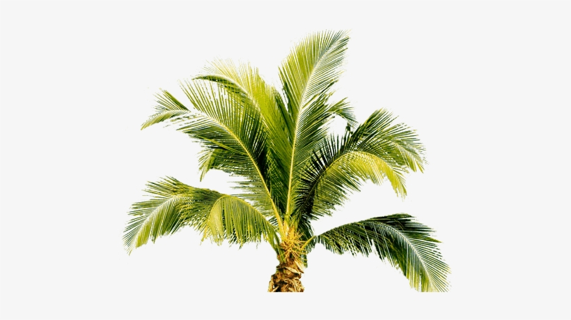 Tropical Palm Tree Png, transparent png #13356