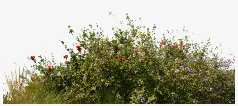 Wild Flowers With Grass 2 Stock Photo 0081 Png By Annamae22 - Bushes Png, transparent png #13414