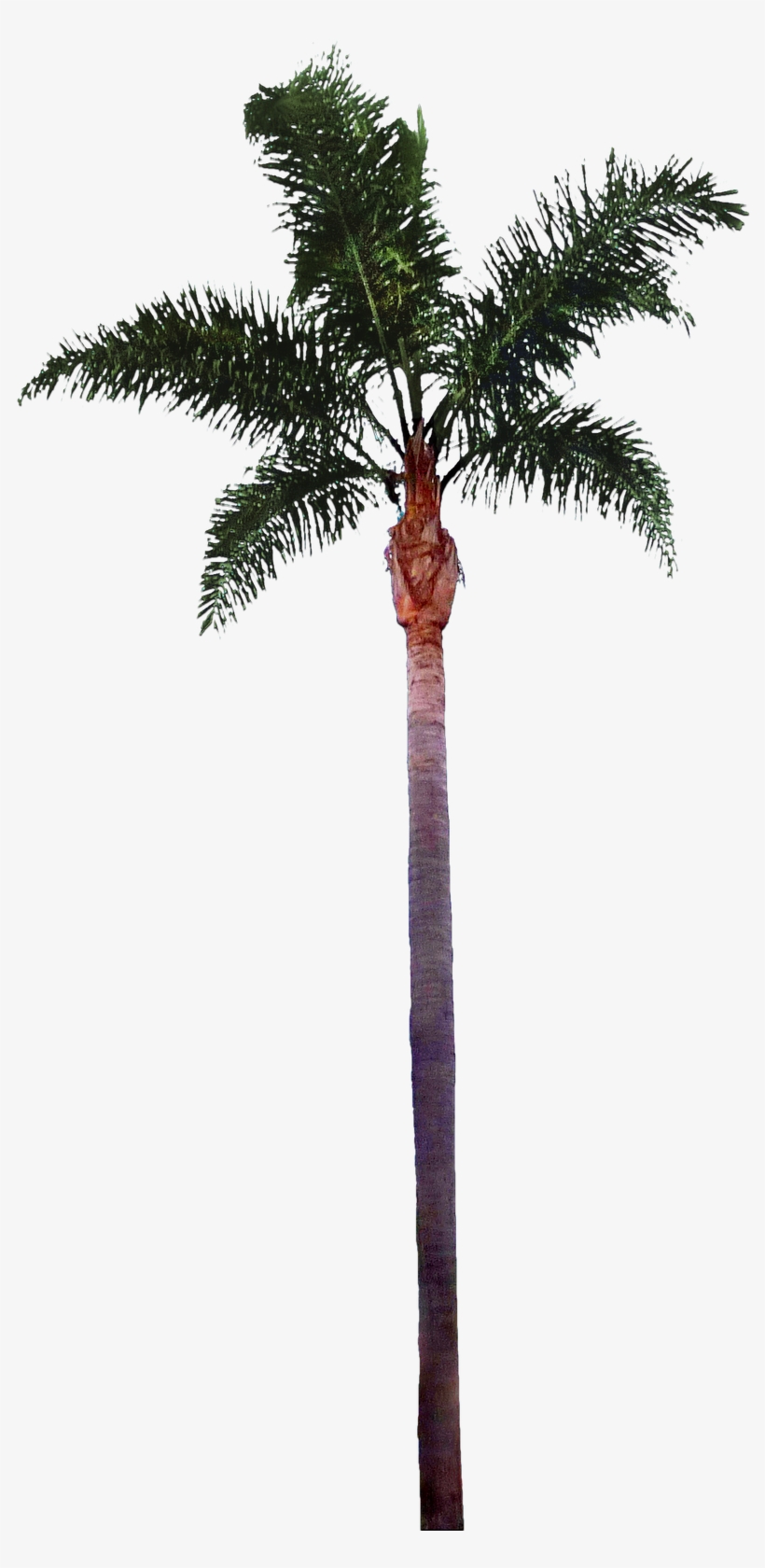 Palm Tree Png File - Palm Tree Trunk Png, transparent png #13464