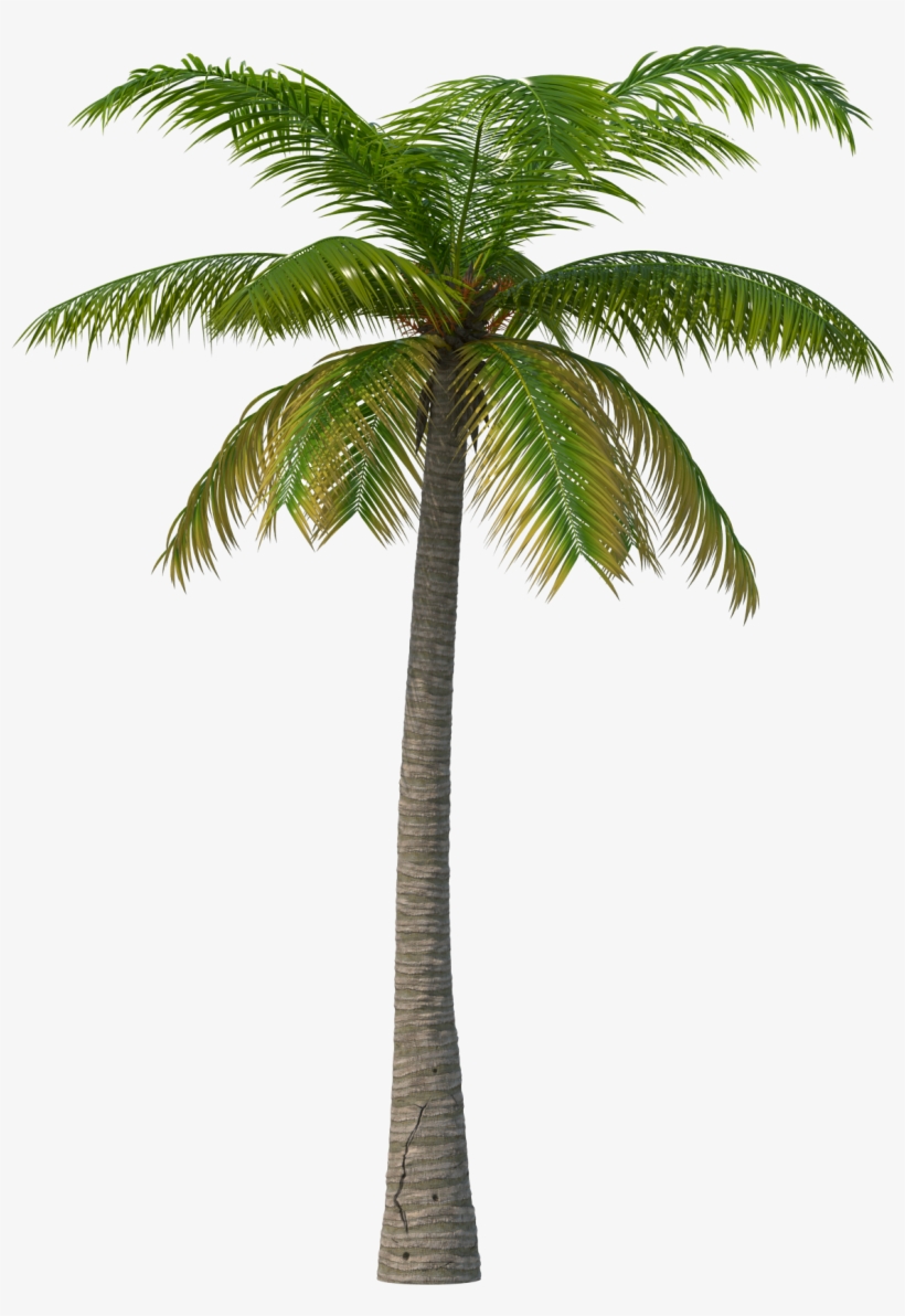 Palm Tree Png Transparent, transparent png #13527