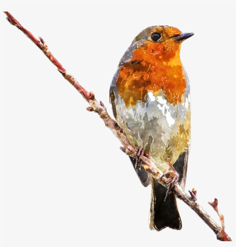 Clipart Royalty Free Stock Watercolor Bird Clipart - Robin Erithacus Rubecula (birds Of The World), transparent png #13565