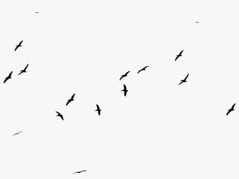 Birds Png Photo - Large Black Birds Stock, transparent png #13888