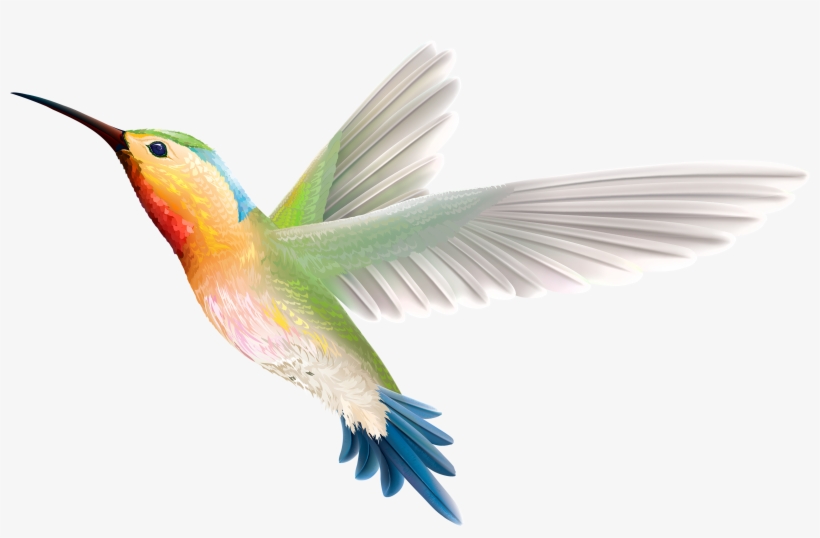 Clip Art Stock Hummingbird Web Clipartix Animals Pinterest - Colibri Fondo Transparente, transparent png #13936