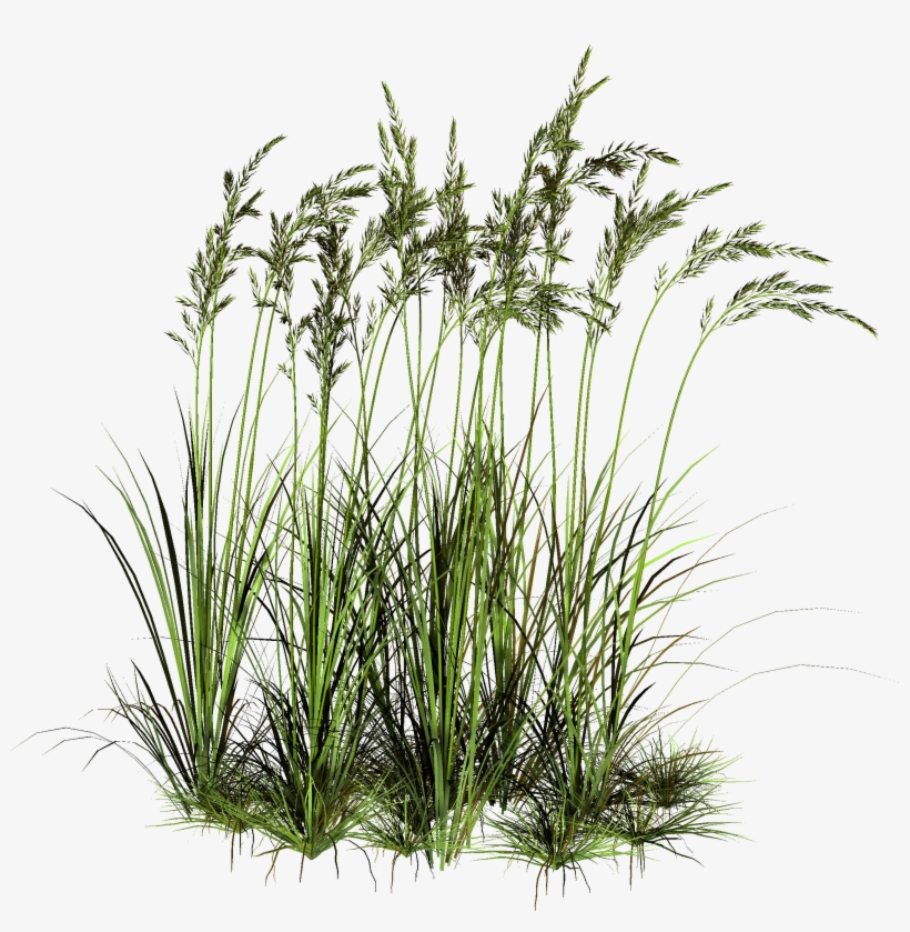 Tall Grass Png - High Grass Cut Out, transparent png #14218