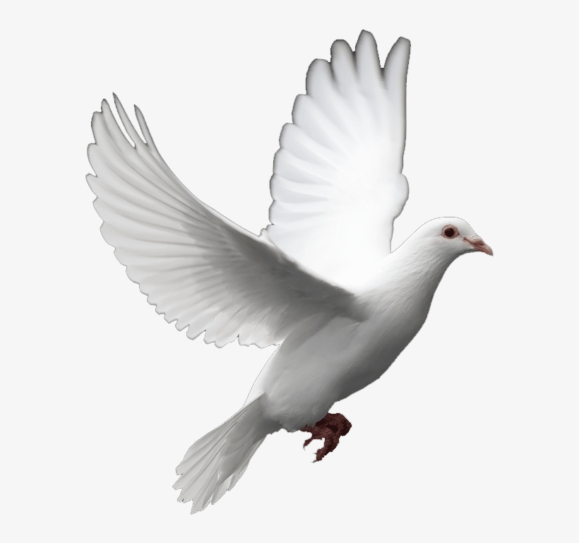 Birds - Dove Png Transparent Background, transparent png #14258