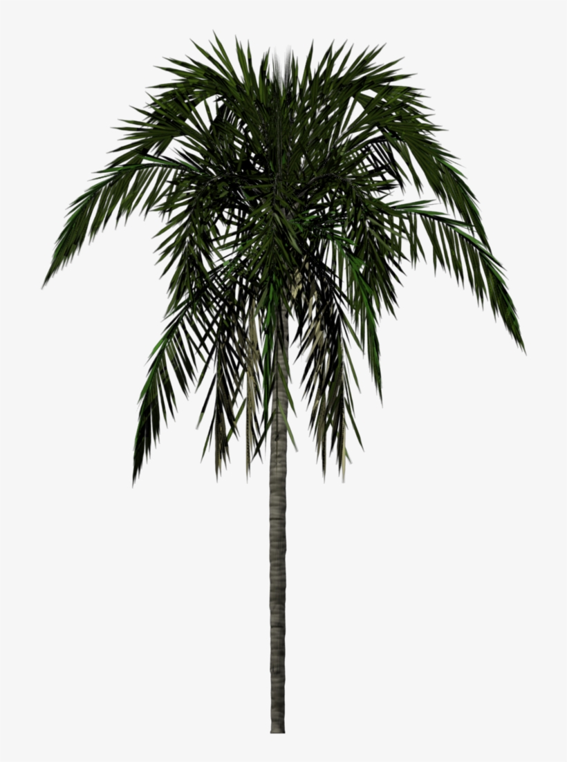 Palm Tree Png - Palm Tree Texture Png, transparent png #14292