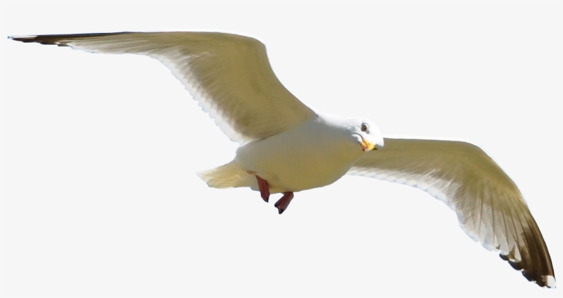 Bird Png - Portable Network Graphics, transparent png #14295