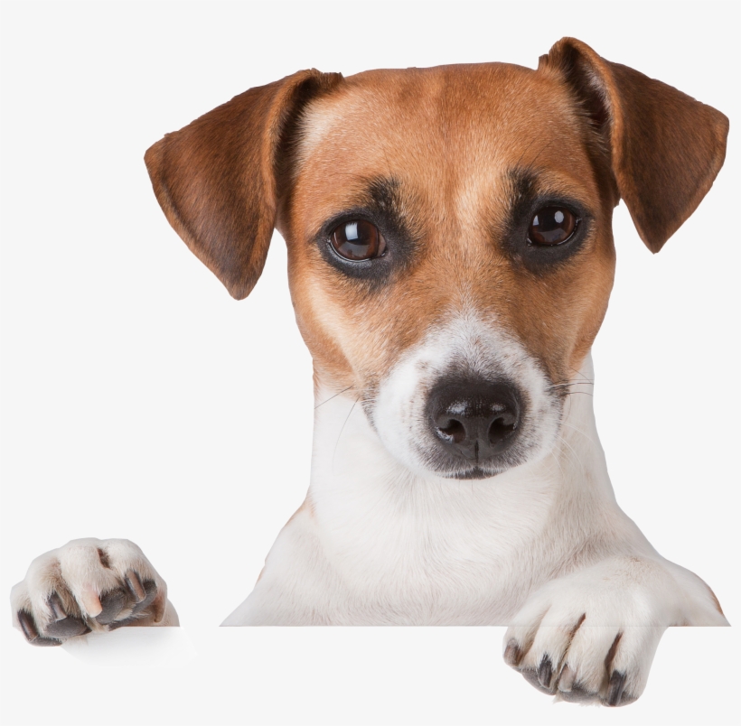 Dog Png - Puppy Png, transparent png #14311