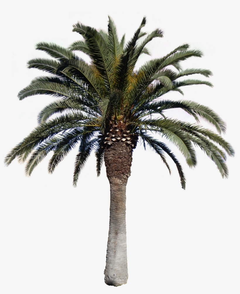 Transparent Images Pluspng Download - Date Palm Tree Png, transparent png #14348