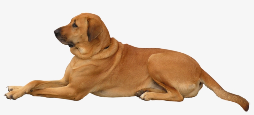 Dog Png Clip Art - If Dogs Had Faces, transparent png #14439