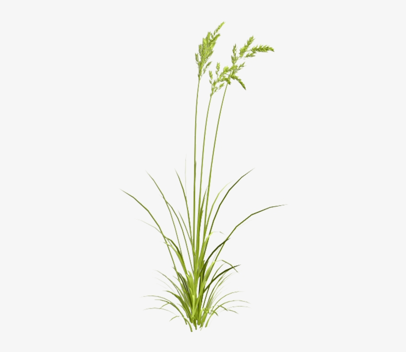 Grasses Watercolor Painting - Sweet Grass, transparent png #14500